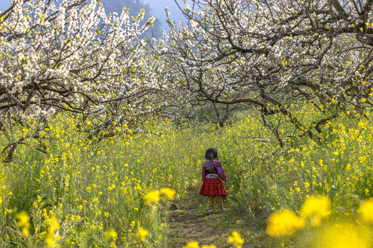Plum blossom forest in Moc Chau, Vietnam, covered in pure white flowers glowing softly under the gentle morning sunlight, creating a serene and dreamlike spring landscape.