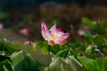 Fototapeta premium Pink lotus flower blooming among green leaves in a natural pond.