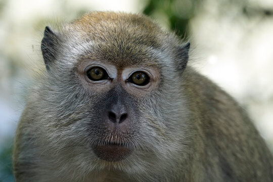 Singe macaque dans la vieille ville de Malacca