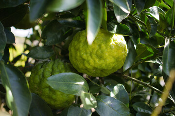 木になる新鮮な緑の鬼ゆず