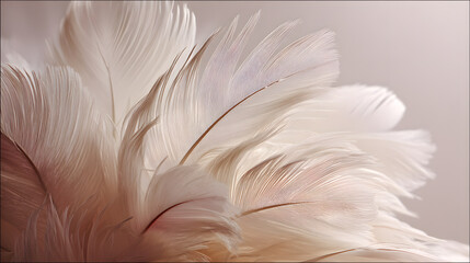 Obraz premium Elegant Feather Arrangement with Soft Layers, Refined Detail, Gentle Motion and Airy Atmosphere on Clean Background with Copy Space