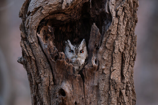 Collared Scops Owl
큰소쩍새