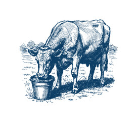 A detailed sketch of a cow with its head in a bucket, likely a farm animal illustration. Hand drawn engraving style vector. © Monstar Studio