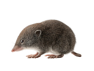 A small shrew posing calmly, showing its features and cute expressions Isolated Transparent Background, PNG