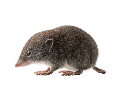 A small shrew posing calmly, showing its features and cute expressions Isolated Transparent Background, PNG