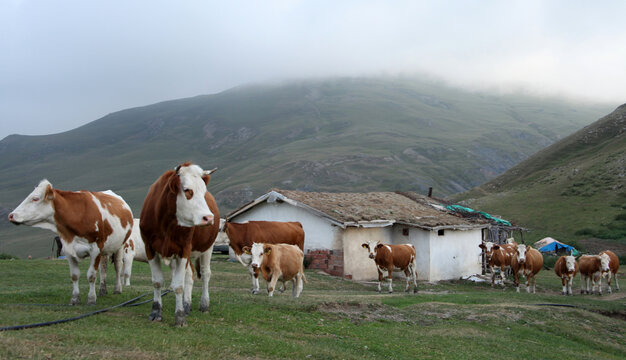 cows returning from grazing in the highlands