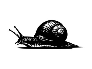 Black snail silhouette isolated on white background. 