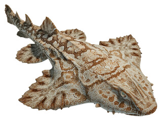 Obraz premium Unique shot of a stunning guitarfish Isolated Transparent Background, PNG