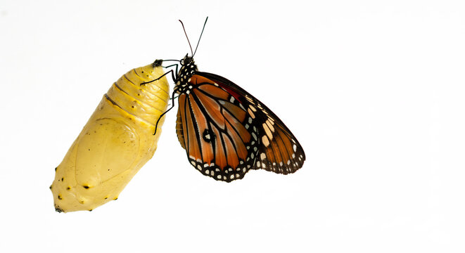 Orangefarbener Schmetterling befreit sich m&uuml;hsam aus seiner gl&auml;nzenden goldenen Puppe strahlend hell beleuchtet im Detail