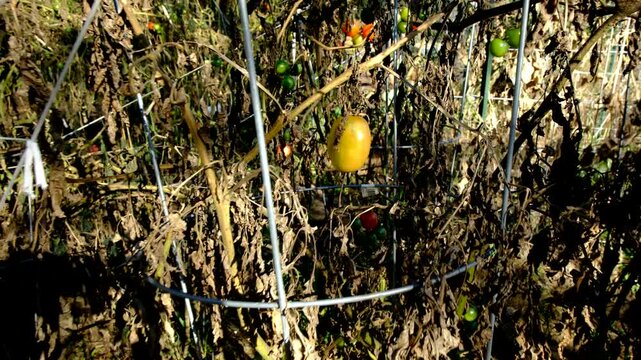 Close up of maturing tomato and moving camera away revealing withered vines after first frost killed most plants