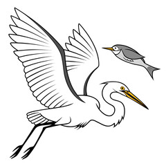 Fototapeta premium White heron flying with gray bird flying birds bird predator