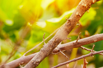 Sunlit Tree Branches with Delicate Spiderweb in Nature. Nature Concept. Bokeh Photography. Wood Close-up with Warm Sunlight. High quality photo