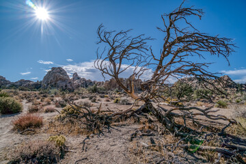 A tree is standing in a desert with a bright sun in the background