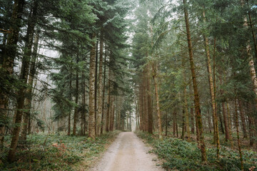 Straight, empty footpath in a tall pine tree forest in the winter. Wide angle view, desaturated colors, no people