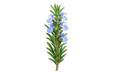Fototapeta premium Rosemary branch with delicate blue flowers blooming, featuring aromatic leaves and an evergreen culinary herb on transparent background