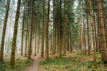 Tall spruce trees in a misty evergreen forest in winter. Wide angle view, desaturated colors, no people