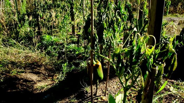 Close up of green bell pepper begin to mature and moving camera away revealing withered plants after first frost killed most crops