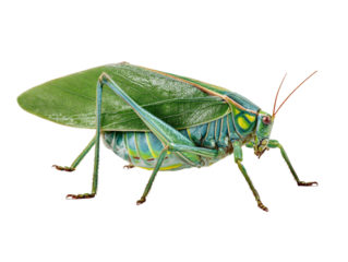 A vibrant close-up view of a bush cricket with detailed features Isolated Transparent Background, PNG