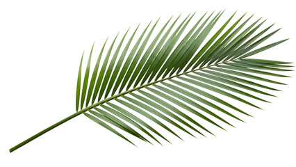 Fototapeta premium Vibrant Green Palm Frond Isolated On Black Background