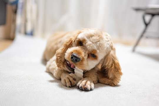 歯磨きガムを食べる犬