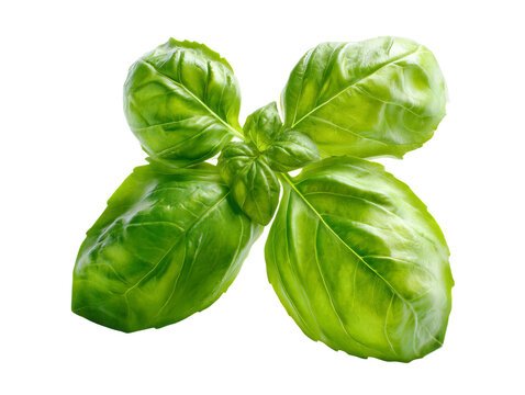 Fresh basil leaves, close-up with a view from the top Isolated Transparent Background, PNG