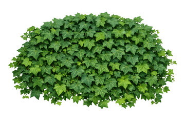 Obraz premium Ivy hedge with green leaves on transparent background, a natural plant or garden bush element