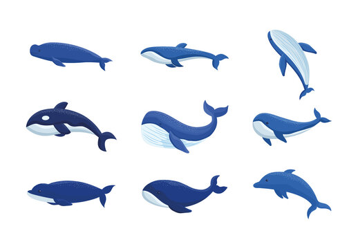 Blue Sea Animal Whale Dolphin Illustrations Set