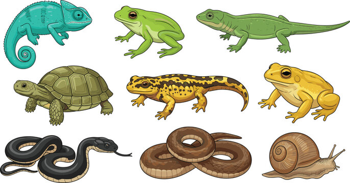 Reptile and amphibian animal collection vector illustration set featuring chameleon, frog, lizard, turtle, salamander, snake, and snail in cartoon style
