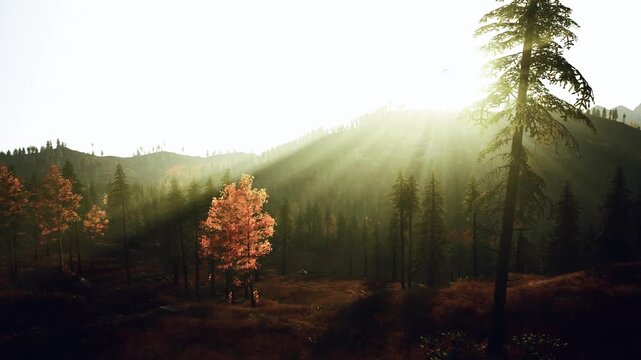 solitary orange tree bathed in golden sunlight on misty hillside with pine silhouettes, long light rays creating cinematic mood frames suggest hiker pause,