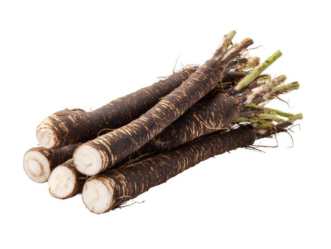 Freshly harvested black salsify roots, showcasing their unique texture and shape Isolated Transparent Background, PNG