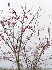 Crabapple tree (ornamental apple, Malus species)