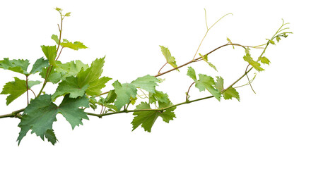 Naklejka premium Grape branch on transparent background.Grapevine.