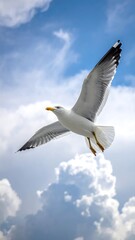 Obraz premium A majestic seabird soars with wide wings against a backdrop of a bright blue sky filled with fluffy white clouds