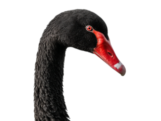A stunning close-up of a black swan, with a striking red beak, a long neck, and striking features. The swan presents a picture of elegance and composure Isolated Transparent Background, PNG