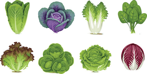 Leafy green vegetable collection vector illustration set featuring lettuce, cabbage, spinach, and salad greens for healthy food and nutrition designs