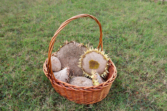 Sunflower seed harvest in wicker basket from a small family farm.