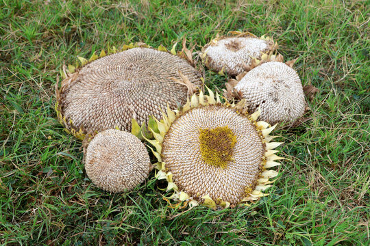 Sunflower seed heads ready for harvest laying in grass with bright sun rising.