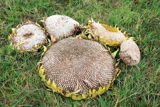 Sunflower seed heads ready for harvest laying in grass with bright sun rising.