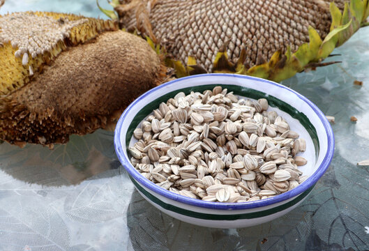 Harvested sunflower seeds in a bowl with seed heads in background
