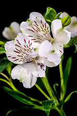 White Alstroemeria Flowers with Purple Streaks on Solid Black Background