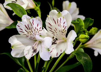 White Alstroemeria Flowers with Purple Streaks on Solid Black Background
