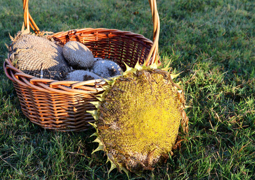 Sunflower seed harvest in wicker basket from a small family farm at sunrise