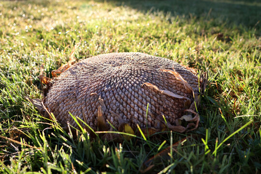 Sunflower seed head ready for harvest laying in grass with bright sun rising.