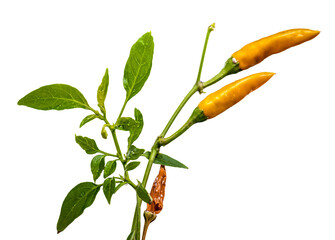 Two Vibrant Yellow Chili Peppers On Stem Isolated On White