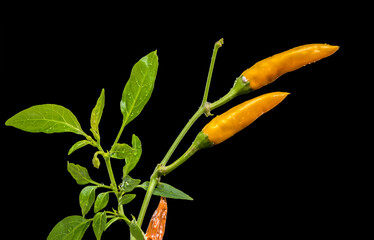 Two Vibrant Yellow Chili Peppers With Water Drops On Black