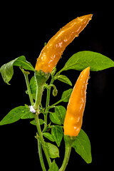 Two Vibrant Yellow Chili Peppers With Water Drops On Black