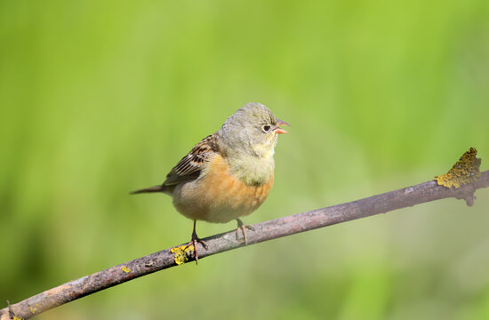 A close-up of a male ortolan (Emberiza hortulana) in breeding plumage against a blurred background