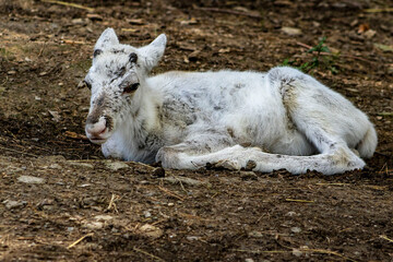 Fototapeta premium White reindeer calf lying on the ground. Wildlife photography of a rare young albino or white caribou offspring resting in a natural habitat, concept of new life and innocence.
