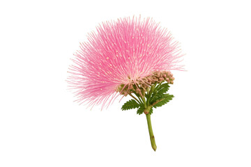 Pink powder puff flower blooming with green stem
