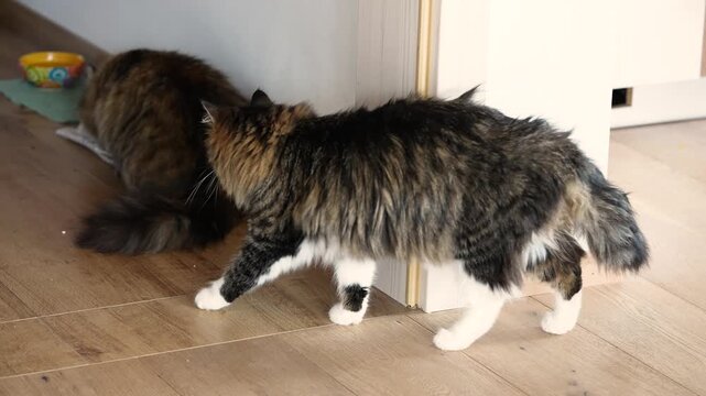 A domestic longhair tabby cat walking through a home toward another cat that is currently eating. Natural indoor scene showing everyday pet interaction, routine and household life.